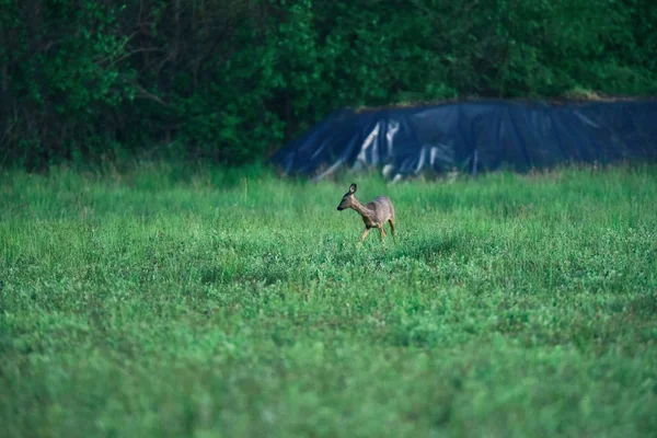 Jovem corça fêmea cervo no campo de fazenda . — Fotografia de Stock
