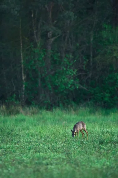 Mladá samice jikry jelena pasoucí se na čerstvé louce na okraji lesa. — Stock fotografie