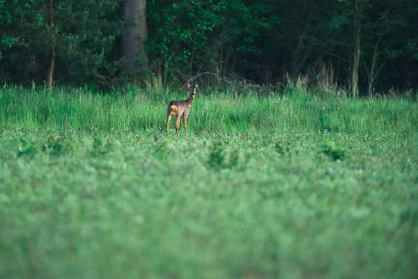Ciervo hembra joven pastando en prado fresco en el borde del bosque . — Foto de Stock