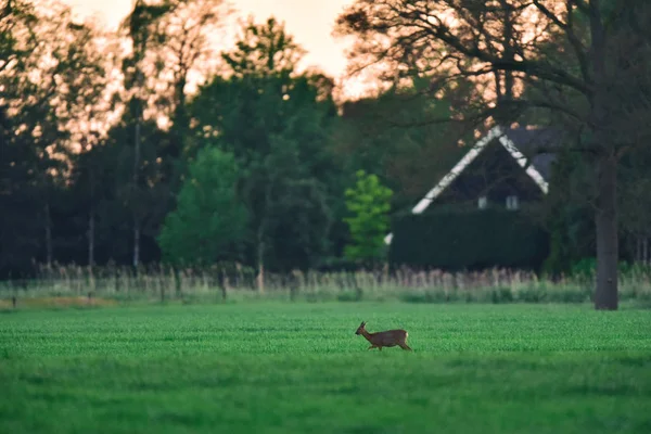 Vrouwelijke reeën in weide bij zonsondergang. — Stockfoto