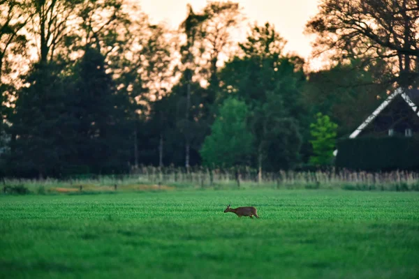 Samičí srnka na louce při západu slunce. — Stock fotografie