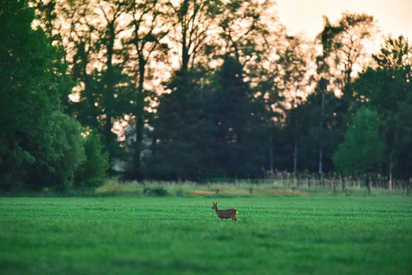 日没時の牧草地にいる雌のイエロー鹿. — ストック写真