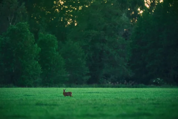 Reh-Weibchen auf der Wiese bei Sonnenuntergang. — Stockfoto