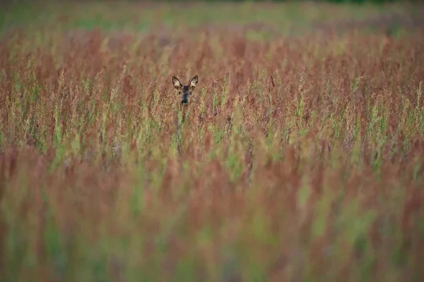 Chevreuils femelles entre hautes herbes au début du printemps . — Photo