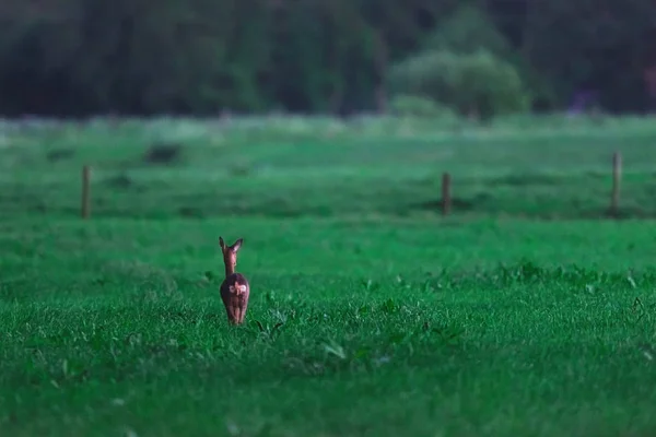 Alacakaranlık sırasında kırsal alanda dişi geyik yumurtası. — Stok fotoğraf