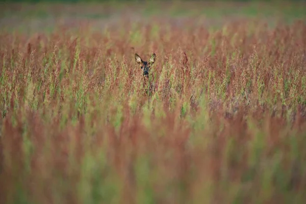 Chevreuils femelles entre hautes herbes au début du printemps . — Photo