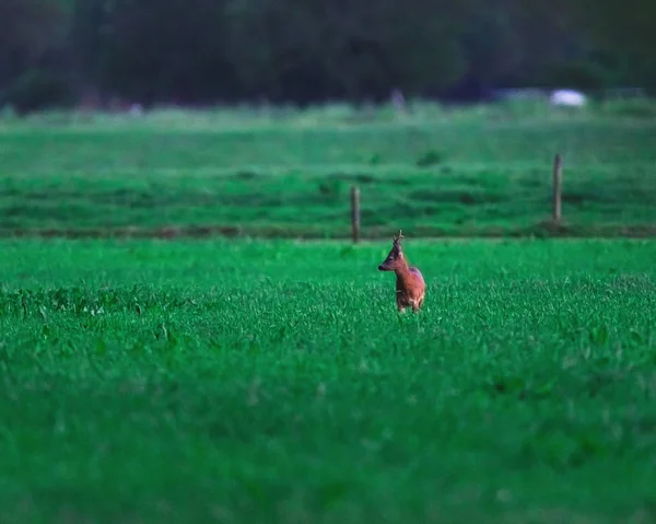 Roebuck na área rural durante o crepúsculo . — Fotografia de Stock