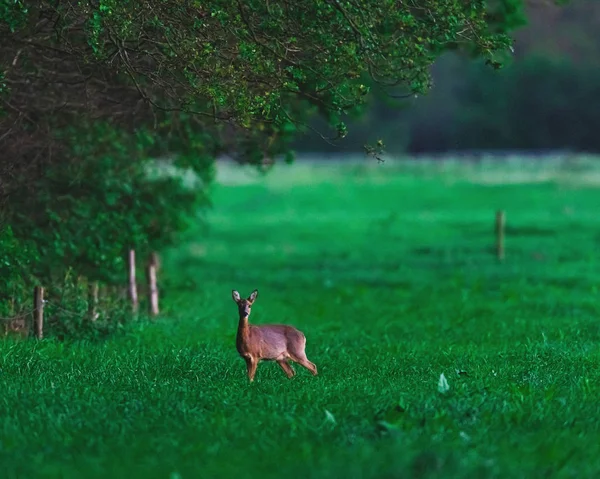 Ciervo hembra bajo los árboles en el área rural durante el crepúsculo . — Foto de Stock