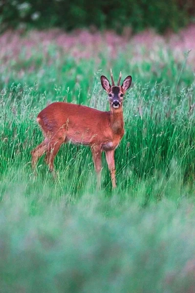 Jovem roebuck entre alta grama na primavera . — Fotografia de Stock