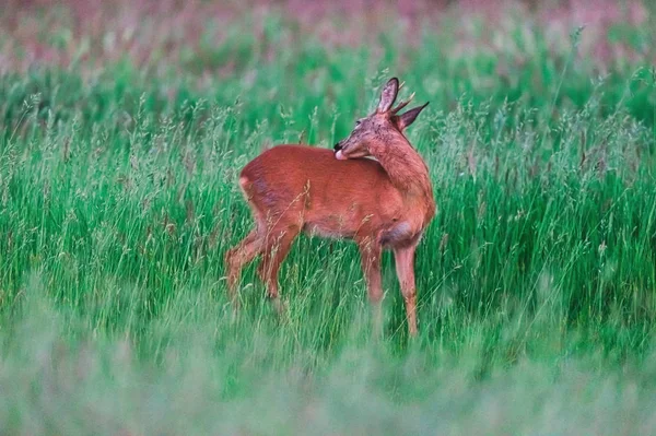 Jovem roebuck lavagem de peles enquanto de pé entre a grama alta em s — Fotografia de Stock