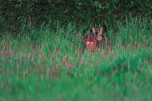 Junger Rehbock im Frühjahr hinter hohem Gras nahe Hecke. — Stockfoto