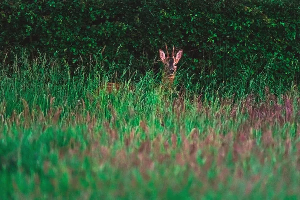 Νέοι Roebuck πίσω από ψηλό γρασίδι κοντά σε φράχτη την άνοιξη. — Φωτογραφία Αρχείου