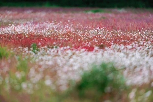 Fresh field with blooming daisies during spring. — Stock Photo, Image