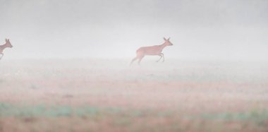 Roebuck puslu çayırda dişi geyik kovalıyor..