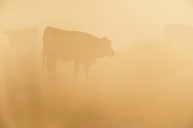 İnekler sisli bir sabahta çayırda.