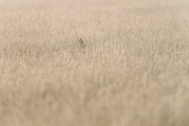Tavşan kulakları sisli bir sabahta uzun otların arasında.