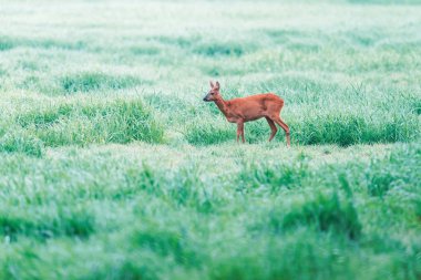 Sisli otlaklarda yüksek otlu roe geyiği. Yan görünüm.