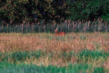 Güneşli otlaklardaki çalıların yanındaki yüksek çimlerin arasında roe geyiği..