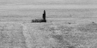 Çayırdaki tahta direkte oturan şahin..