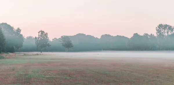 Planície de grama e árvores em nevoeiro ao amanhecer . — Fotografia de Stock
