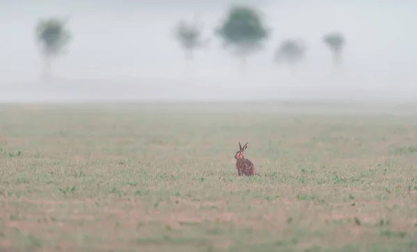 夜明けに霧の草原に座っているウサギ. — ストック写真