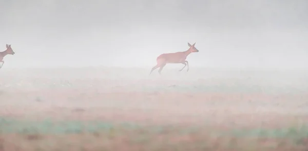 Roebuck persiguiendo ciervos hembra en el prado brumoso . — Foto de Stock