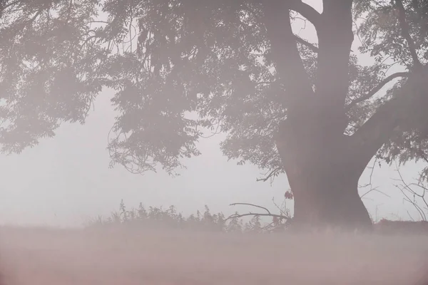 Gran árbol viejo en la niebla . —  Fotos de Stock