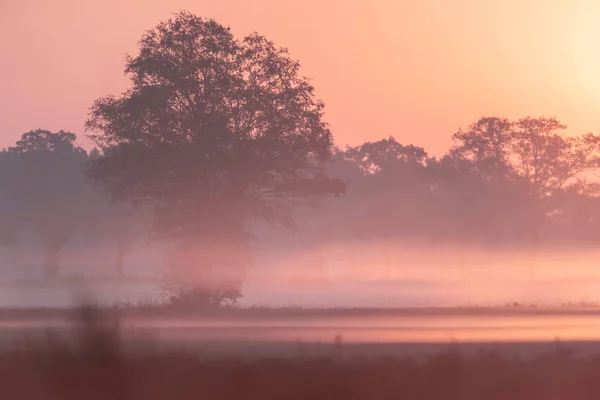 Mlhavá venkovská krajina při východu slunce během jara. — Stock fotografie
