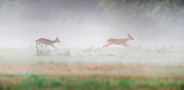 Roebuck追いかけて女性鹿で霧の牧草地. — ストック写真