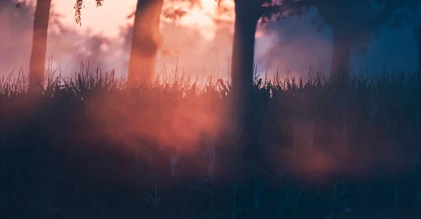 Raios de sol através de árvores e grama alta durante o nascer do sol nebuloso . — Fotografia de Stock