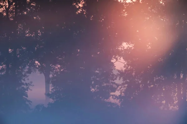 Solstrålar genom träd under dimmig soluppgång. — Stockfoto