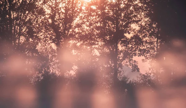 Sluneční paprsky mezi stromy během mlhavého východu slunce. — Stock fotografie