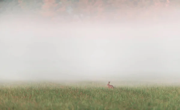 One hare sitting in misty meadow at sunrise. — 스톡 사진