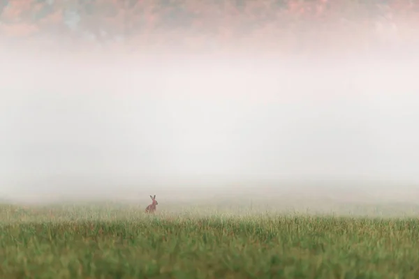 あるウサギは日の出に霧の牧草地に座って. — ストック写真