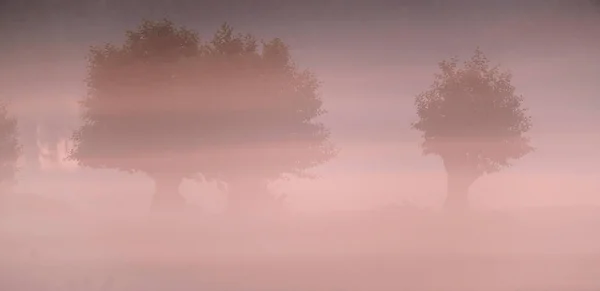 Tři znečištěné vrby v zamlžené krajině při východu slunce. — Stock fotografie