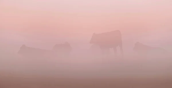 Bovini in prato la mattina nebbiosa . — Foto Stock