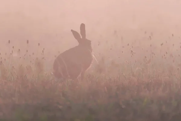 Заяц на диком лугу туманным утром . — стоковое фото