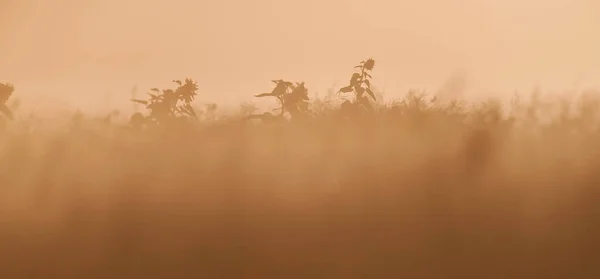 Sylwetka słoneczników na mglistych pastwiskach wcześnie rano. — Zdjęcie stockowe