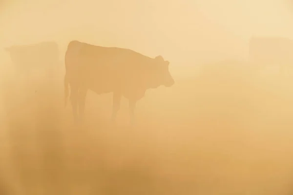 Vaches dans la prairie le matin brumeux . — Photo