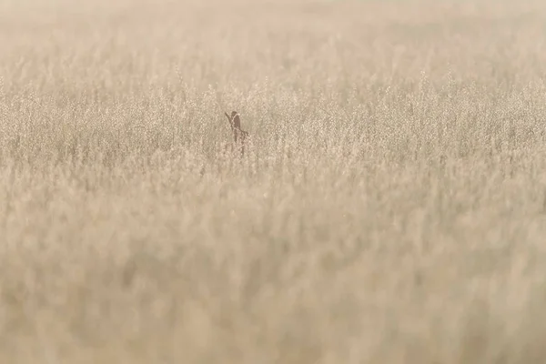 Oreilles de lièvre entre hautes herbes le matin brumeux . — Photo