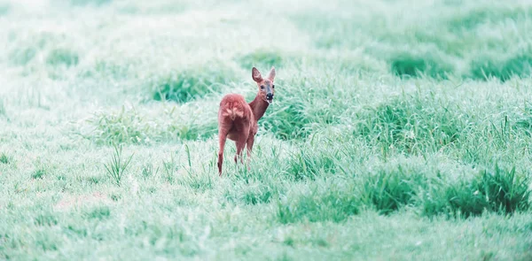 Pascolo femmina capriolo in pascolo nebbioso. Guardando oltre la spalla . — Foto Stock