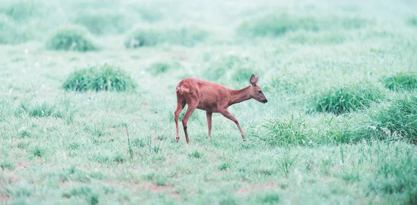 Ciervo hembra pastando en pastos brumosos. Vista lateral . —  Fotos de Stock
