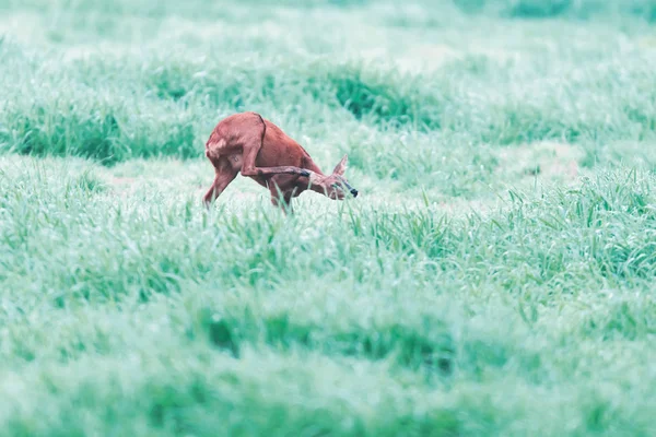 Roe veado arranhando orelha enquanto estava entre a grama alta em pas — Fotografia de Stock
