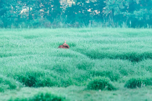 Lavage du chevreuil entre les hautes herbes dans les prairies brumeuses . — Photo