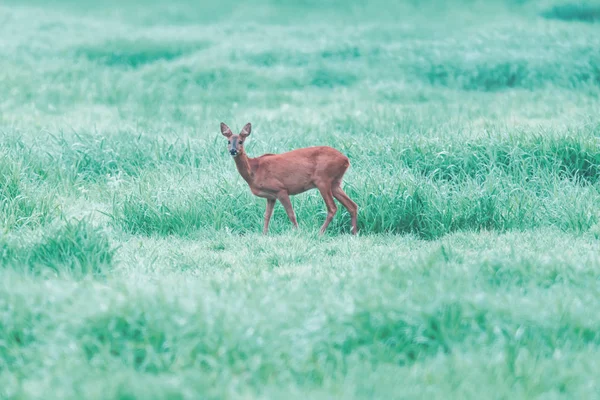 草の多い霧の多い草原で鹿を育てる。サイドビュー. — ストック写真