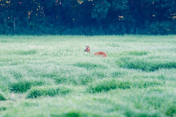 Ciervo paseando entre hierba alta en pradera brumosa . — Foto de Stock