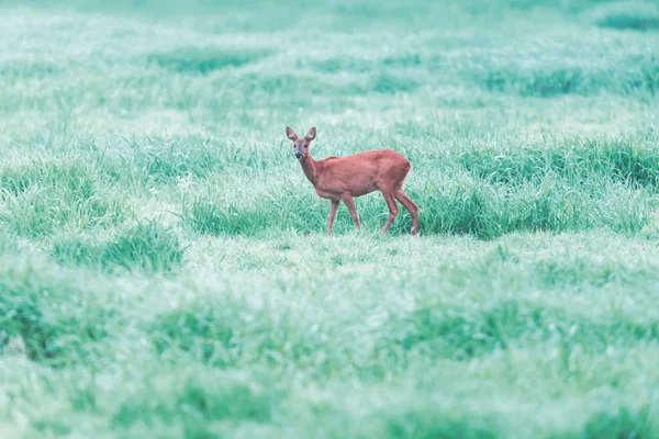 Roe deer in foggy grassland with high grass. Side view. — Stock Photo, Image