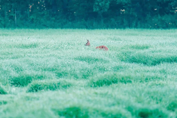 Roe herten lopen tussen hoge gras in mistige weide. — Stockfoto