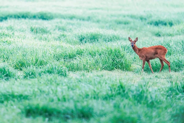 Roe deer in foggy grassland with high grass. Side view. — 스톡 사진