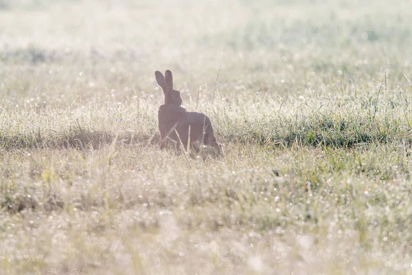 Tavşan silueti sisli otlakta sabahın erken saatlerinde. — Stok fotoğraf